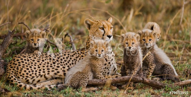 Picture of The female cheetah with her cubs